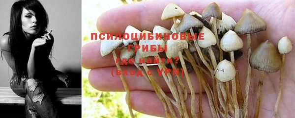 индика Няндома